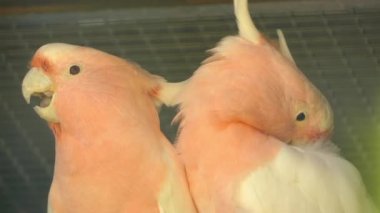 Binbaşı Mitchell'ın Kakadu (Lophochroa leadbeateri), Lophochroa, olarak da bilinen Leadbeater'ın Kakadu veya pembe Kakadu, Avustralya kurak iç alanları için sınırlı bir orta ölçekli Kakadu familyasından.