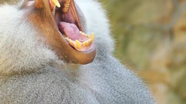 The lion-tailed macaque (Macaca silenus), or the wanderoo, is an Old World monkey endemic to the Western Ghats of South India. — Stock Video