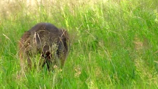 Wallaby des marais (Wallabia bicolor) est un petit marsupial macropode de l'est de l'Australie. C'est fougère wallaby, pademelon à queue noire, puant noir en raison de son odeur marécageuse caractéristique .
