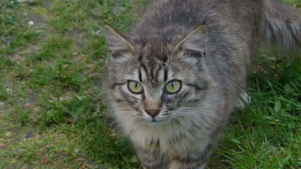 Gato de estimação cinza andando na grama verde no parque da cidade de verão . — Vídeo de Stock