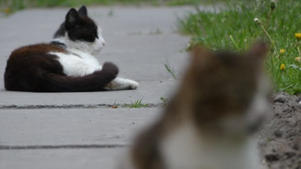 フォーカスを移動: 夏都市公園における歩道の上を歩く 2 匹の猫. — ストック動画