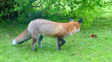 Red fox vahşi yaşam alanları içinde. Kızıl Tilki (Vulpes vulpes), gerçek tilki en büyük Carnivora ailesinin tüm üyeleri, en büyük coğrafi yelpazesine sahiptir.