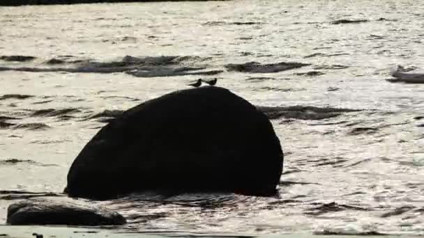 La sterne inca (Larosterna inca) est un oiseau de mer de la famille des Sternidae. Il est le seul membre du genre Larosterna. Ceci sur les côtes du Pérou et du Chili, et est limité à Humboldt Current . — Video