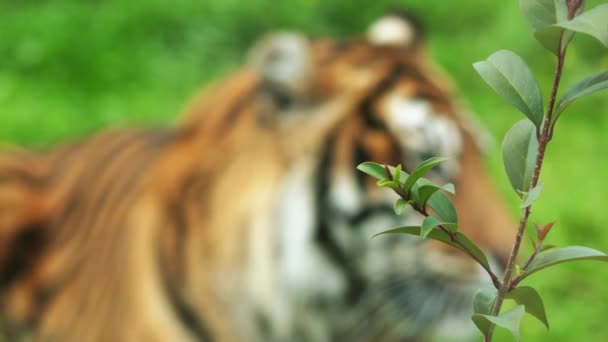 A bengáli tigris, más néven a királyi bengáli tigris (Panthera tigris), a legtöbb számos tigris alfajtól. A nemzeti állat, India és Banglades.