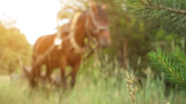 A bay horse, aknázni a fából készült szekér, a háttérben a nyári zöld vidéken. — Stock videók