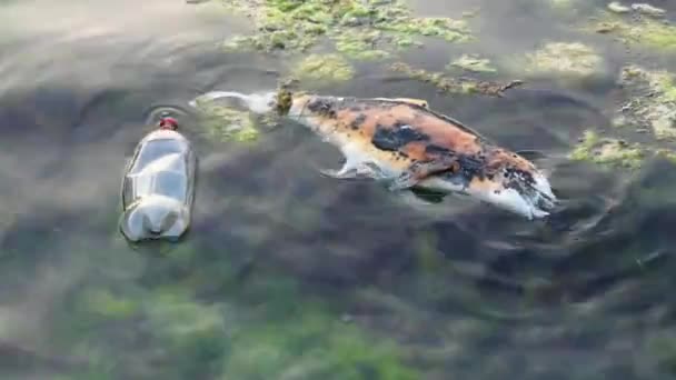 Protection de l'environnement : poissons morts nichons sur les vagues près de la côte de l'Angleterre . — Video