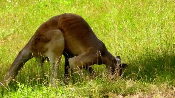 Wallaby pantano (Wallabia bicolor) es un pequeño marsupial macrópodo del este de Australia. Es wallaby del helecho, pademelon de cola negra, apestoso negro debido a su olor pantanoso característico . — Vídeo de stock