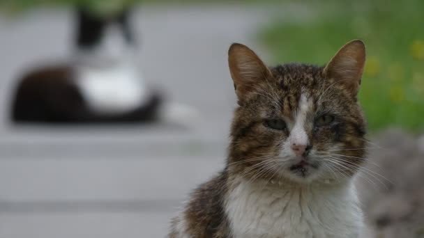 Przenieść fokus: dwa koty, chodzenie na chodnik w parku miejskim lato. — Wideo stockowe