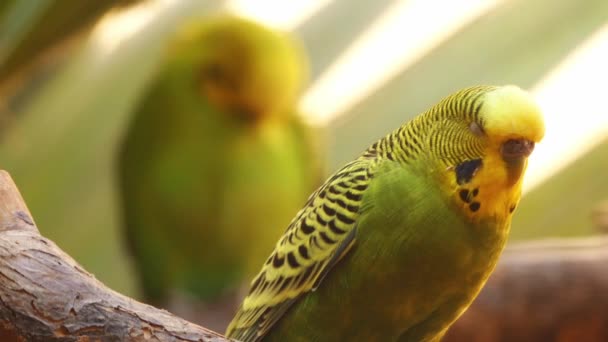 Papoušek vlnitý (Melopsittacus undulatus), také známý jako běžné domácí papouška nebo shell papouška a neformálně přezdívaný andulku, je malé, orel, upolínu papoušek, v rod australských Melopsittacus — Stock video