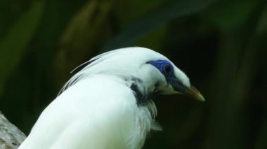 Rothschild'in sığırcık, Bali starling veya yerel olarak bilinen jalak Bali, Bali sığırcık, olarak da bilinen Bali myna (Leucopsar rothschildi), tıknaz myna, uzun, sarkık sorguç ile neredeyse tamamen beyaz.