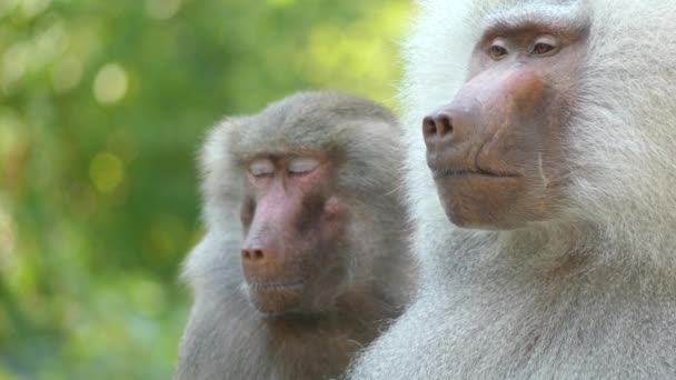 Lew stronne macaque (Macaca Sylen), lub wanderoo, jest stary Świat małp endemicznych Indii Zachodnich Ghats South. — Wideo stockowe