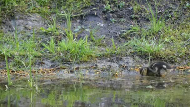 Ducklings와 청둥오리입니다. 청둥오리 또는 야생 오리 (Anas platyrhynchos) dabbling 오리, 인도의 오리과의 물새 오리아과에 속하는. — 비디오