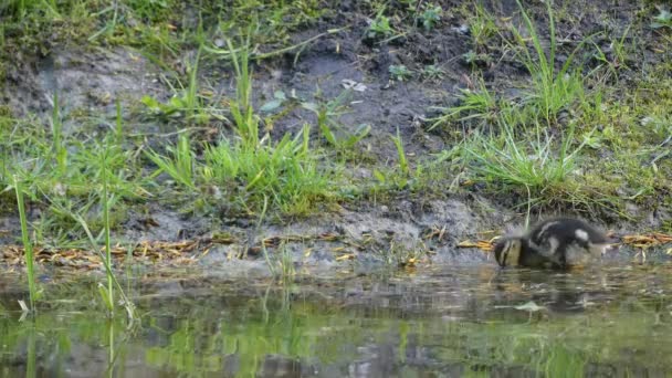 Kachna s ducklings. Kachna divoká nebo divoké kachny (Anas platyrhynchos) je kachnovití kachna, patří do podčeledi vodní ptactvo plovavá kachna. — Stock video