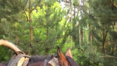 Yaz yeşil kırsal arka plan üzerinde ahşap sepeti için harnessed defne at.