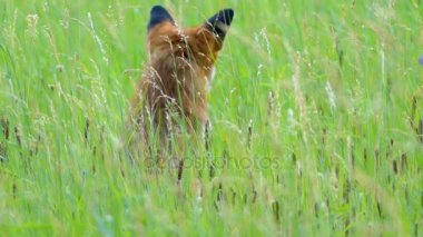 Red fox vahşi yaşam alanları içinde. Kızıl Tilki (Vulpes vulpes), gerçek tilki en büyük Carnivora ailesinin tüm üyeleri, en büyük coğrafi yelpazesine sahiptir.