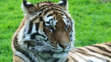 4 k Bengal kaplanı Kraliyet Bengal kaplanı (Panthera tigris) olarak da bilinir, en çok sayıda kaplan alt türü var. Hindistan ve Bangladeş Ulusal bir hayvandır.