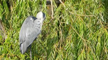 Gri balıkçılgiller (Ardea cinerea), balıkçılgiller (Ardeidae) familyasından Orta Avrupa ve Asya 'da yetişen bir kuş türü..