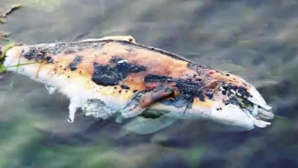 Proteção ambiental: peixes mortos bobs em ondas perto da costa da Inglaterra . — Vídeo de Stock