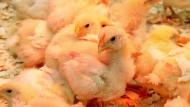 Gelbe Hühner auf dem Bauernhof unter künstlichem Licht. Huhn (gallus gallus domesticus) ist eine Art domestiziertes Geflügel, Unterart roter Urwaldhühner. — Stockvideo