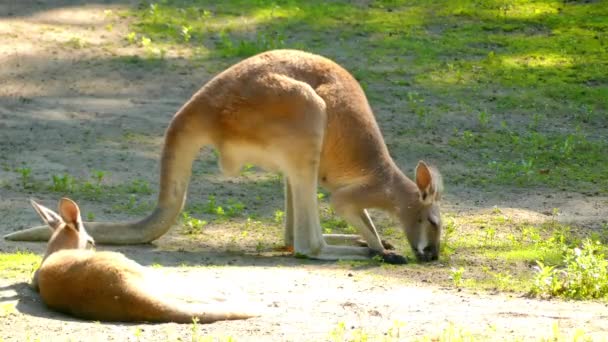 アカカンガルー (Osphranter ルーファス) はすべてカンガルー、オーストラリア原産の最大の地上の哺乳動物と最大の現生有袋類の中で最大。オーストラリア本土の間であります。. — ストック動画