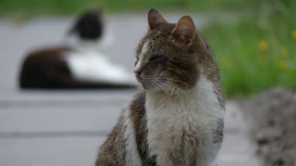 Overdracht van focus: twee katten lopen op voetpad in zomer stadspark. — Stockvideo