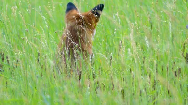Red fox in the wild habitats. The red fox (Vulpes vulpes), largest of the true foxes, has the greatest geographic range of all members of the Carnivora family.
