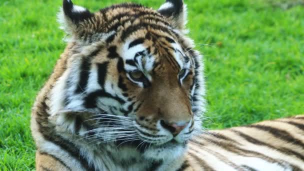 4k-Benzaltiger, auch königlicher Benzaltiger (panthera tigris) genannt, ist die zahlreichste Tiger-Unterart. es ist das Nationaltier Indiens und Bangladesh.