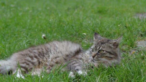Chat gris marchant sur l'herbe verte dans le parc de la ville d'été .