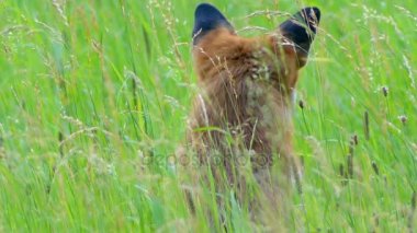 Red fox vahşi yaşam alanları içinde. Kızıl Tilki (Vulpes vulpes), gerçek tilki en büyük Carnivora ailesinin tüm üyeleri, en büyük coğrafi yelpazesine sahiptir.
