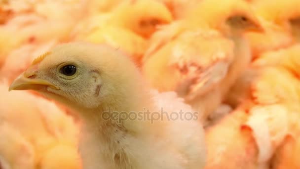 Yellow chickens on farm under artificial light. Chicken (Gallus gallus domesticus) is type of domesticated fowl, subspecies of red junglefowl. — Stock Video