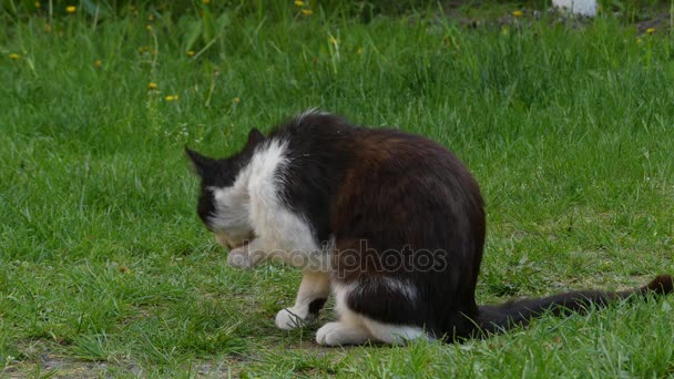 Gato callejero caminando sobre hierba verde en el parque de la ciudad de verano . — Vídeos de Stock
