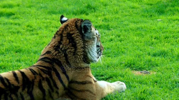 4k бенгальский тигр, также называемый королевским бенгальским тигром (Panthera tigris), является самым многочисленным подвидом тигра. Является национальным животным Индии и Бангладеш . — стоковое видео