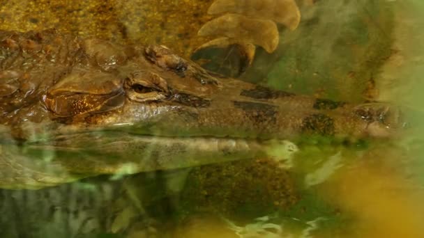 Páncélos krokodil (Mecistops cataphractus) az Afrikában a krokodil kritikusan veszélyeztetett faj. Crocodylus hagyományosan elhelyezett. — Stock videók