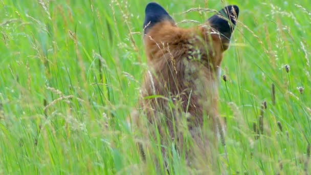 Raposa vermelha nos habitats selvagens. A raposa vermelha (Vulpes vulpes), a maior das verdadeiras raposas, tem a maior variedade geográfica de todos os membros da família Carnivora . — Vídeo de Stock