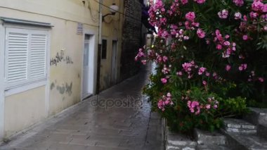 Nerium oleander bir yaprak dökmeyen çalı veya küçük ağaç dogbane aile Apocynaceae, onun her yerinde zehirli olduğunu. Sadece şu anda cins Nerium gizli tür olduğunu.