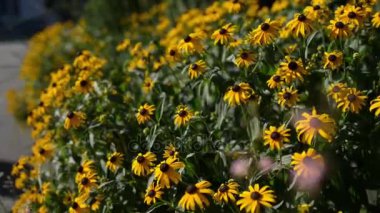 Rudbeckia ayçiçeği ailesinden bitki cinsidir. Türler genellikle coneflowers ve siyah eyed susans denir