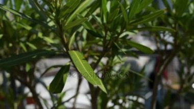 Nerium oleander bir yaprak dökmeyen çalı veya küçük ağaç dogbane aile Apocynaceae, onun her yerinde zehirli olduğunu. Sadece şu anda cins Nerium gizli tür olduğunu.