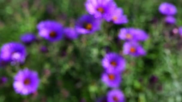 Familjen novae-angliae (Aster novae-angliae), allmänt känd som New England aster, Hårig Michaelmas-daisy eller Michaelmas daisy, är en blommande örtartade perenna växter Asteraceae familjen. — Stockvideo