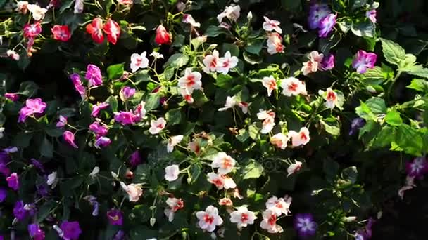 Impatiens walleriana (Impatiens sultanii), also known as busy Lizzie, balsam, sultana, or simply impatiens, is a species of genus Impatiens, native to eastern Africa from Kenya to Mozambique. — Stock Video