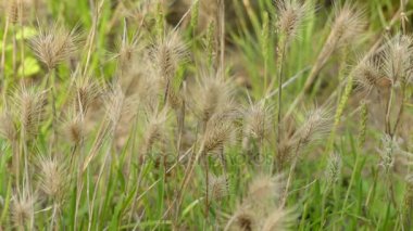 Hordeum murinum, duvar arpa veya yanlış arpa, olarak bilinen çim türüdür. İngiltere ve Galler'de yaygındır. Leporinum, tavşan arpa, fare arpa ve arpa çim olarak alt türler dahil.