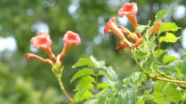 Campsis radicans (trompet asma veya trompet sarmaşık, Kuzey Amerika'da inek kaşınma asma veya sinek kuşu asma da bilinir), çiçekli bitki ailesinin Bignoniaceae tür olduğunu.