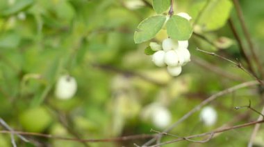 Odak transfer: Symphoricarpos albus ortak adı ortak snowberry tarafından bilinen Hanımeli ailesindeki çiçekli bitki türü olduğunu. Kuzey Amerika yerli.