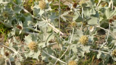 Eryngium maritimum, deniz holly veya sahil eryngo, maydanozgiller bitki ailesindeki Eryngium ve çoğu Avrupa sahilleri için yerli bir tür var. Çiçek burr şeklinde olmasıdır tüy thistle benzer