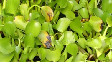 Eichhornia crassipes, su sümbül bilinen.
