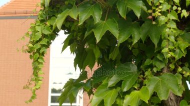 Parthenocissus tricuspidata, üzüm ailesi (asma) Doğu Asya'da Japonya, Kore ve Çin'e çiçekli bitkidir. Yaprak döken odunsu asma için 30 m büyüyen öyle uzun boylu ya da daha fazla.