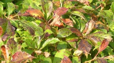 Parthenocissus quinquefolia asması, Victoria sarmaşık, Ivy beş yapraklı veya oynanmaz, olarak bilinen, üzüm ailesinde, asma çiçekli bitki familyasından.