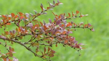 Berberis vulgaris, olarak da bilinen ortak kızamık, Avrupa kızamık veya sadece Kızamık Berberis Sylviidae bir çalı var. Yenilebilir ama keskin asitli meyveler üretir.