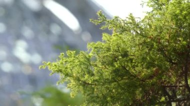 Chamaecyparis pisifera Squarrosa (sawara selvi veya sawara Japonca) familyasına ait yanlış selvi, orta ve Güney Japonya, Honshu ve Kyushu Adaları'e.
