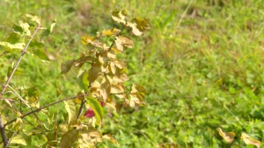 Euonymus verrucosus genellikle spindle veya iğ ağacı, adı, çiçekli bitkiler personel asma aile, Celastraceae cinsidir. Yaprak döken ve yaprak dökmeyen çalılar ve ağaçlar yaklaşık 130 tür oluşur.