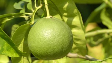Narenciye maxima (veya narenciye grandis), (ortak adları: pomelo, pomello, pummelo, pommelo, pamplemousse, jabong (Hawaii), shaddick veya shaddock) greyfurt ile doğal (karma olmayan) narenciye meyve.